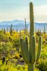 USA-Arizona-Saguaro National Park Sonoran Desert landscape Art Print
